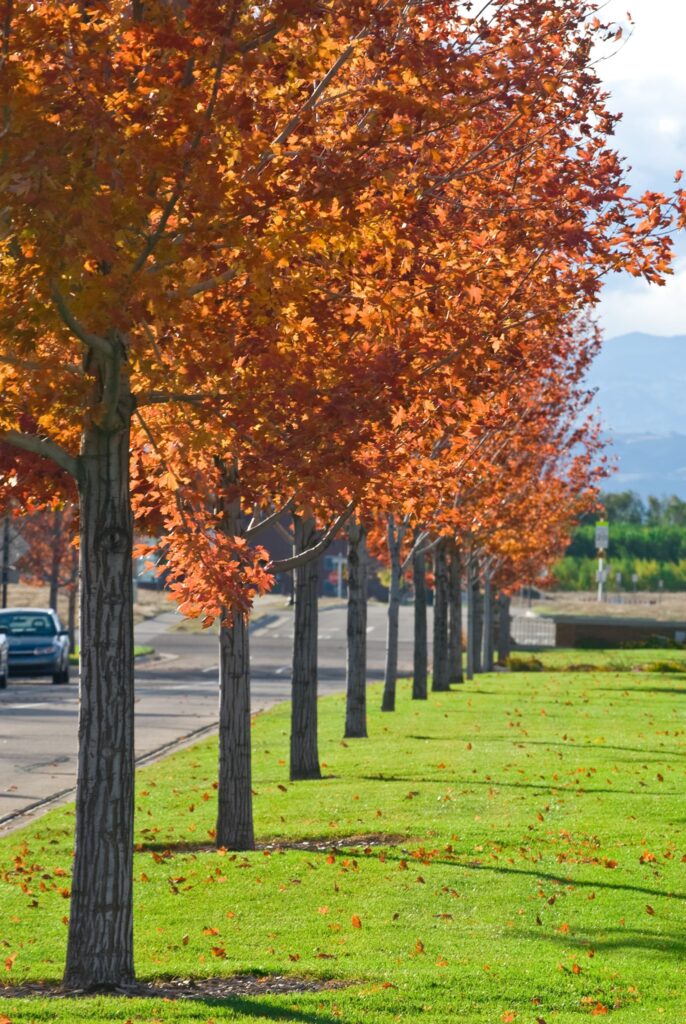 new_windsor_trees-min